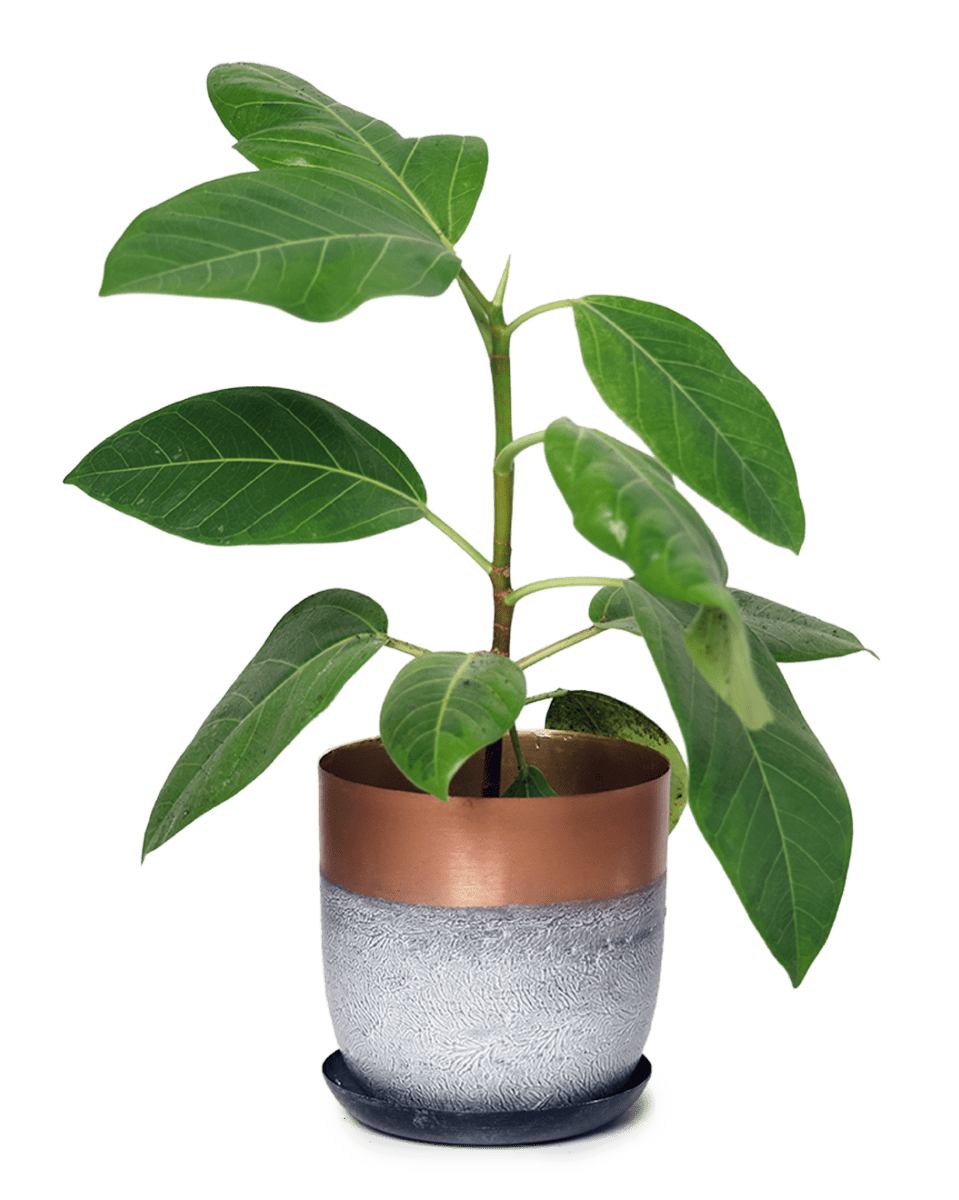 Joe Metal Pot With Drainage Hole - Chive US Wholesale