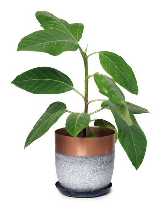 Joe Metal Pot With Drainage Hole - Chive US Wholesale