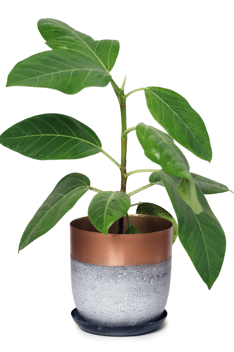 Joe Metal Pot With Drainage Hole - Chive US Wholesale