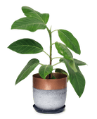 Joe Metal Pot With Drainage Hole - Chive US Wholesale
