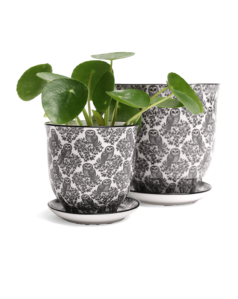 Liberte Porcelain Pot And Saucer Set With Drainage - Chive US Wholesale