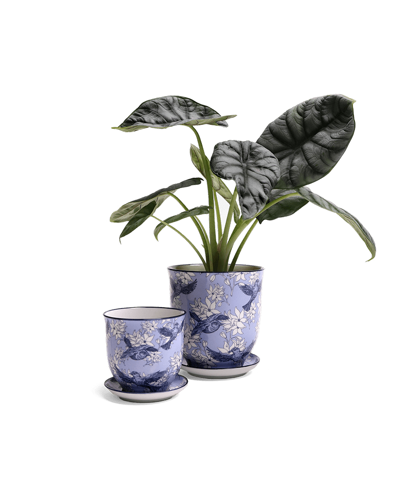 Liberte Porcelain Pot And Saucer Set With Drainage - Chive US Wholesale