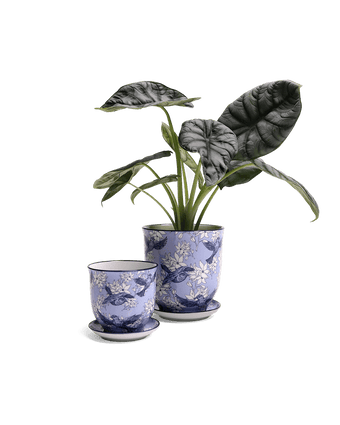 Liberte Porcelain Pot And Saucer Set With Drainage - Chive US Wholesale