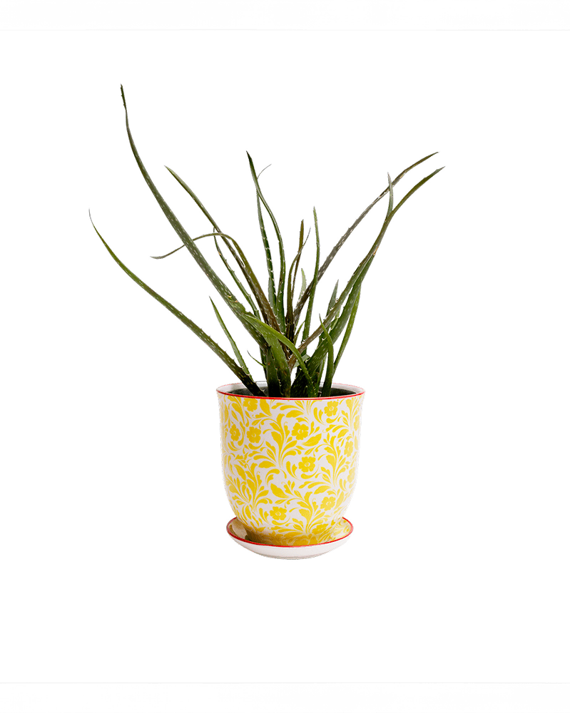 Liberte Porcelain Pot And Saucer Set With Drainage - Chive US Wholesale