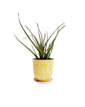 Liberte Porcelain Pot And Saucer Set With Drainage - Chive US Wholesale