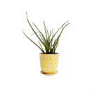 Liberte Porcelain Pot And Saucer Set With Drainage - Chive US Wholesale