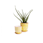 Liberte Porcelain Pot And Saucer Set With Drainage - Chive US Wholesale