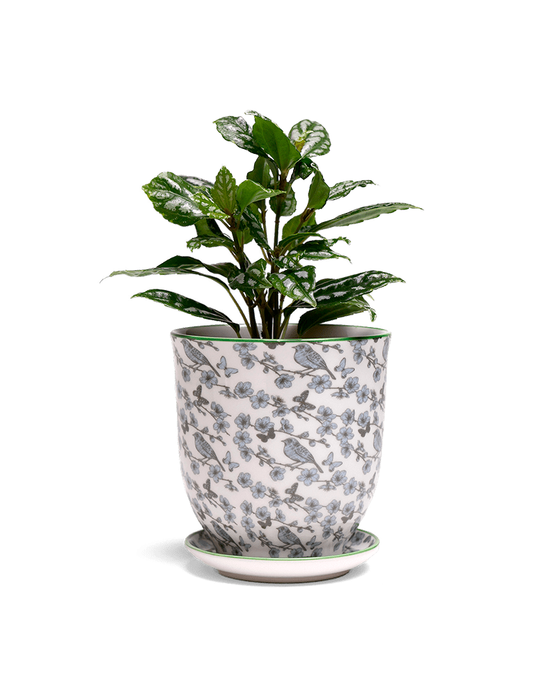 Liberte 5 Porcelain Pot And Saucer With Drainage - Chive US Wholesale