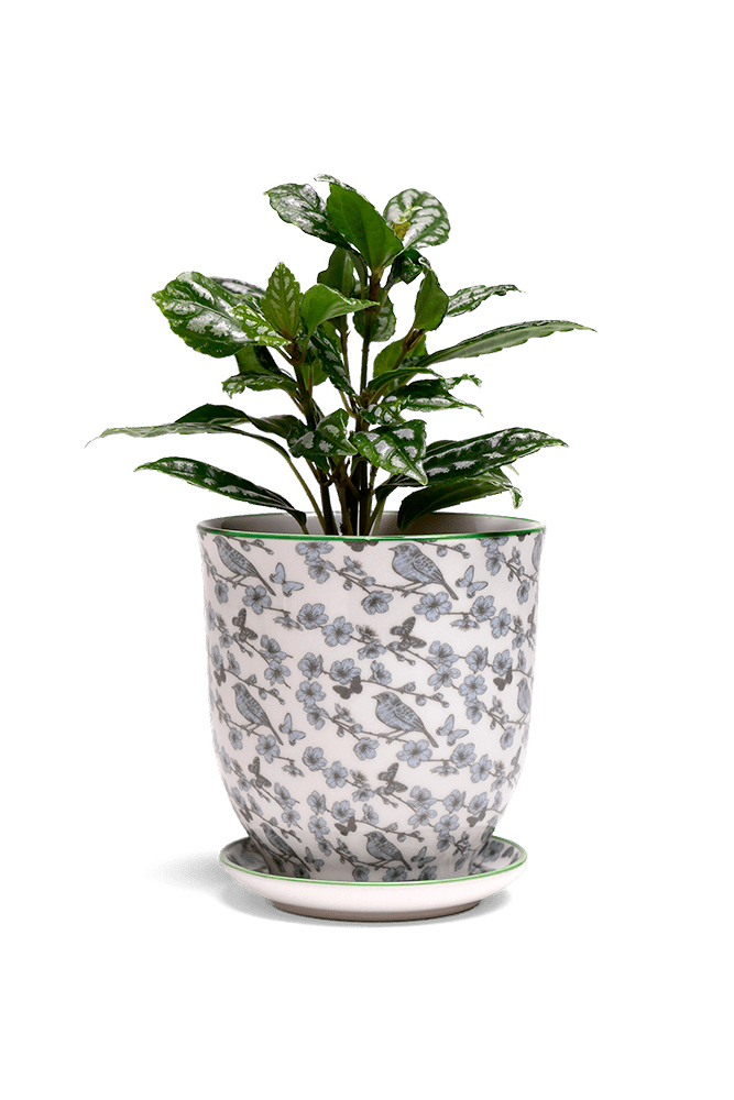 Liberte 5 Porcelain Pot And Saucer With Drainage - Chive US Wholesale