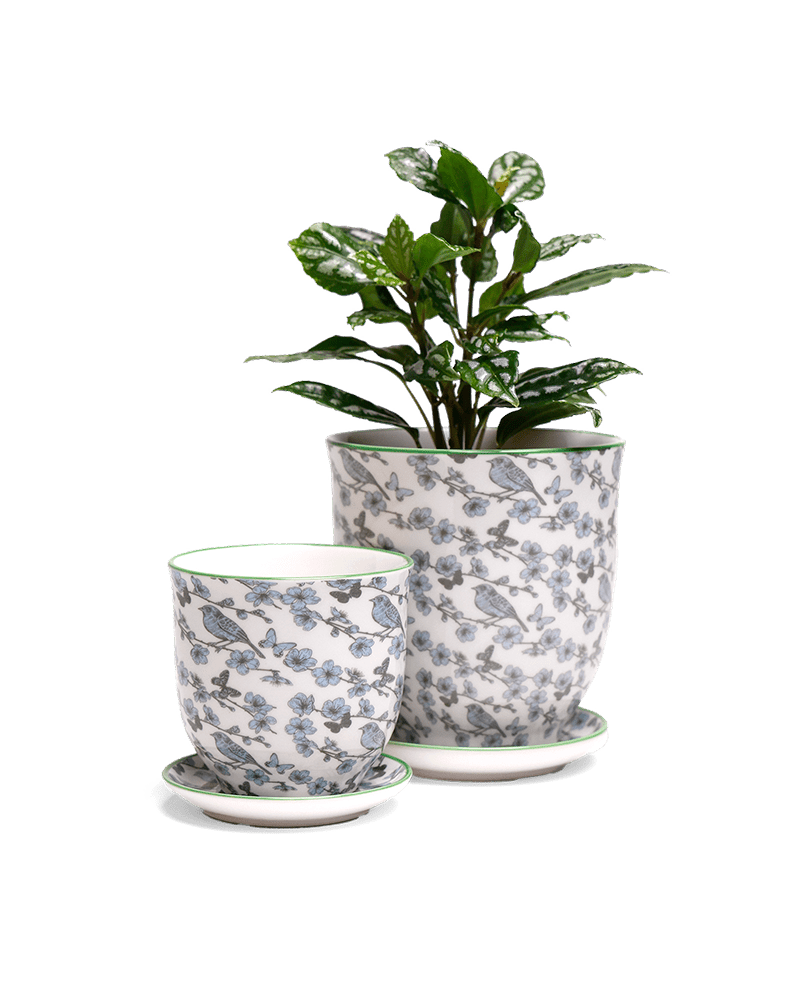 Liberte 5 Porcelain Pot And Saucer With Drainage - Chive US Wholesale