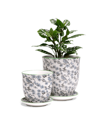 Liberte 5 Porcelain Pot And Saucer With Drainage - Chive US Wholesale