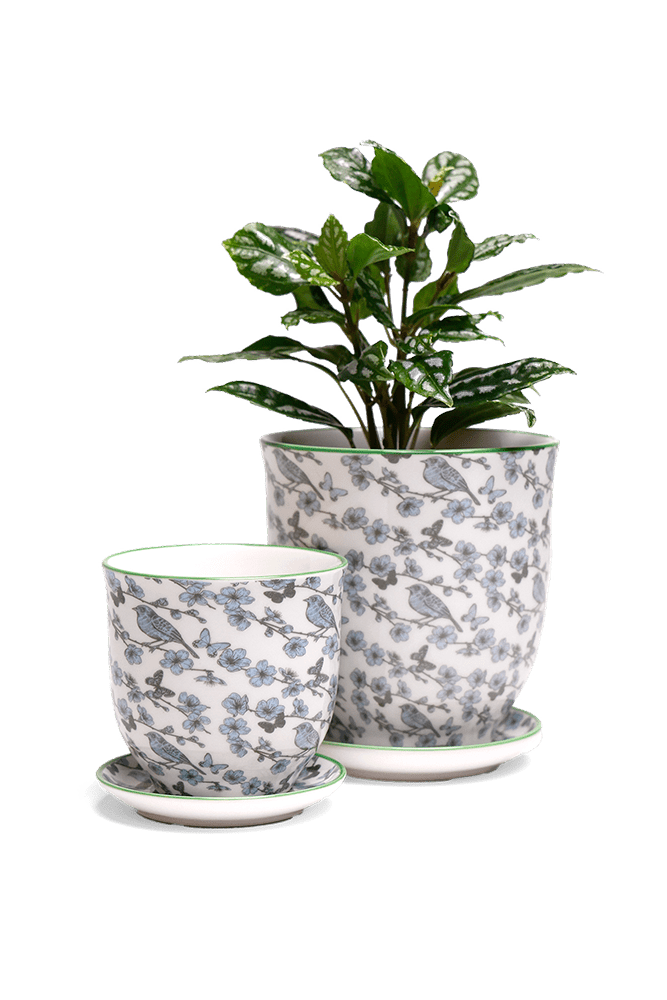 Liberte 5 Porcelain Pot And Saucer With Drainage - Chive US Wholesale