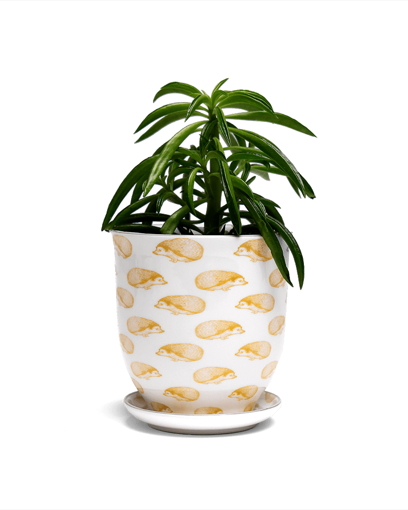 Liberte 5 Porcelain Pot And Saucer With Drainage - Chive US Wholesale