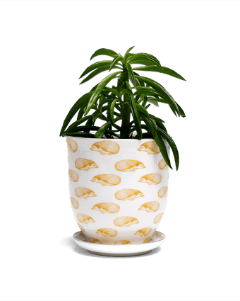 Liberte 5 Porcelain Pot And Saucer With Drainage - Chive US Wholesale