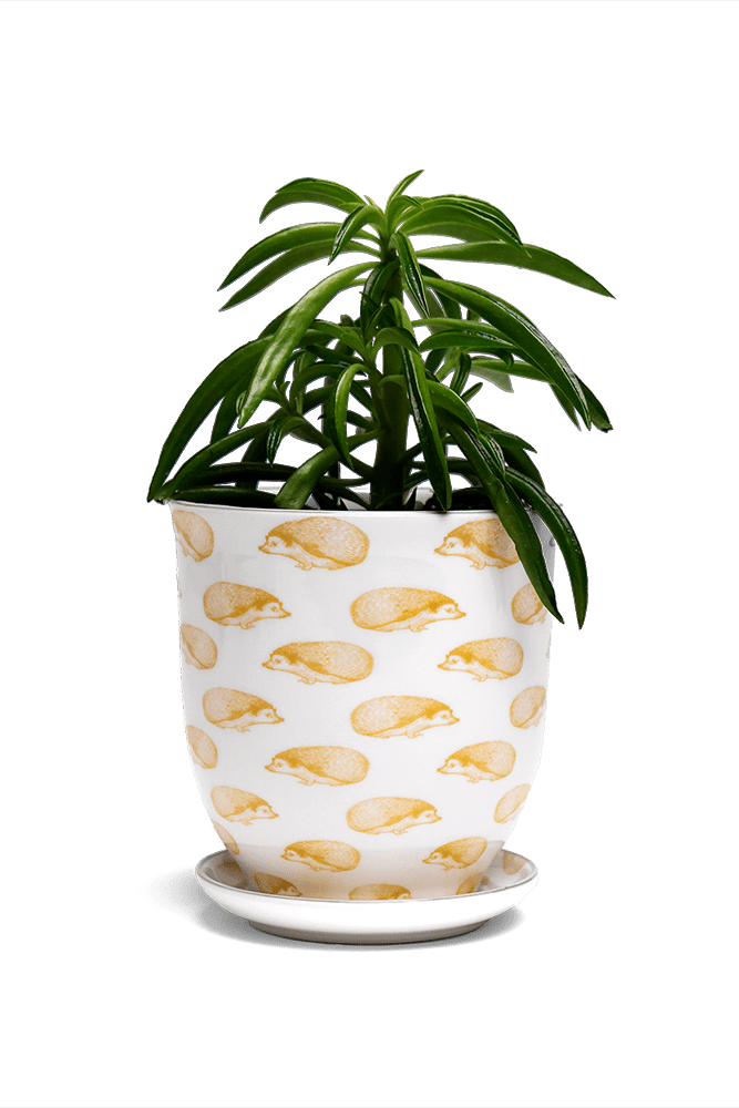 Liberte 5 Porcelain Pot And Saucer With Drainage - Chive US Wholesale