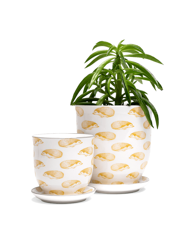 Liberte 5 Porcelain Pot And Saucer With Drainage - Chive US Wholesale
