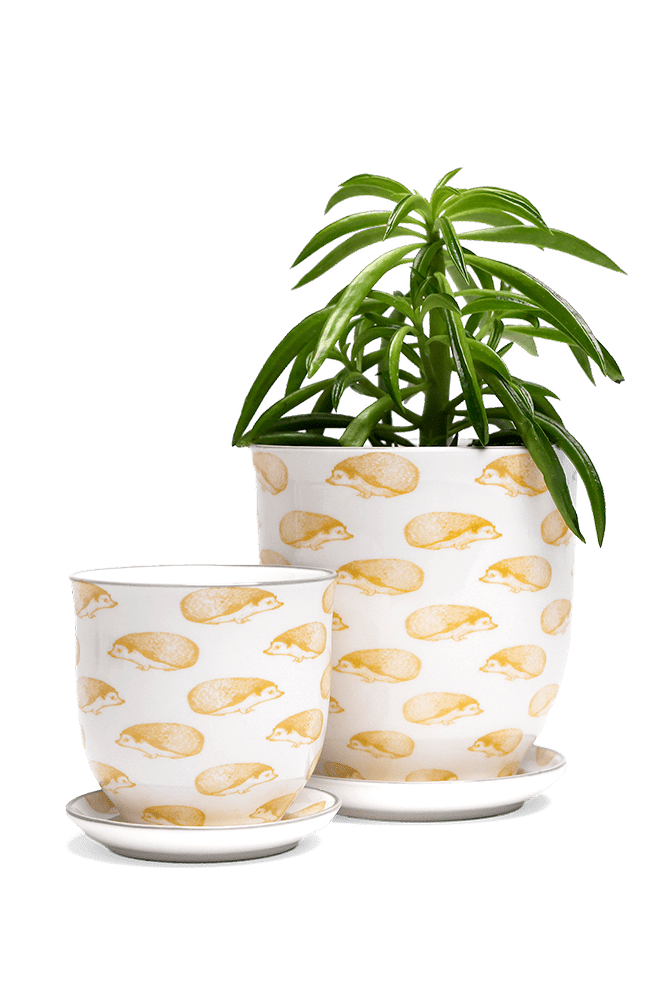 Liberte 5 Porcelain Pot And Saucer With Drainage - Chive US Wholesale