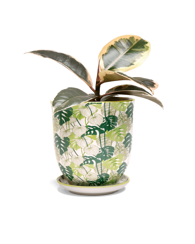 Liberte 5 Porcelain Pot And Saucer With Drainage - Chive US Wholesale