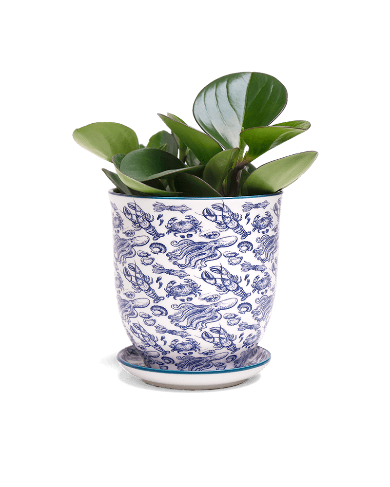 Liberte 5 Porcelain Pot And Saucer With Drainage - Chive US Wholesale