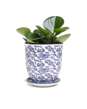 Liberte 5 Porcelain Pot And Saucer With Drainage - Chive US Wholesale