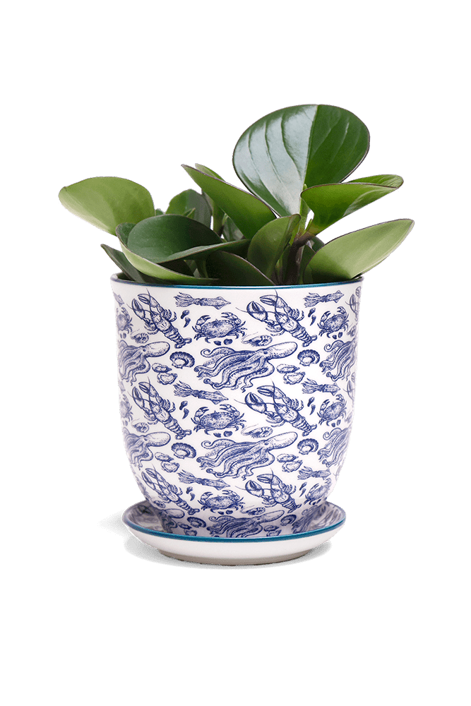 Liberte 5 Porcelain Pot And Saucer With Drainage - Chive US Wholesale
