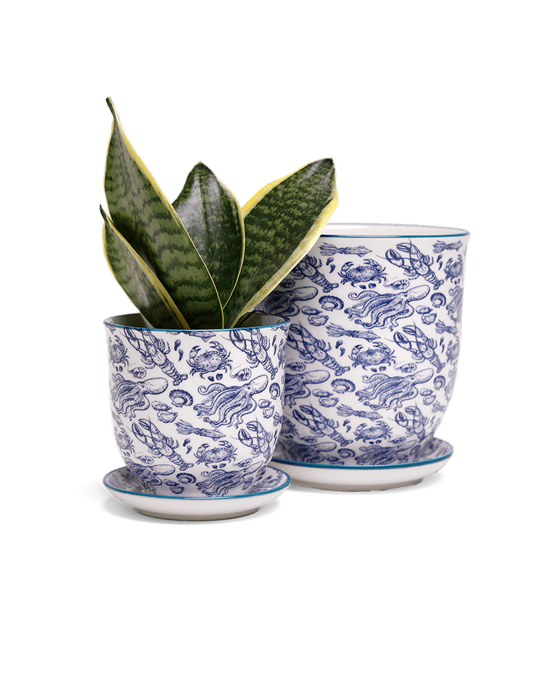 Liberte 5 Porcelain Pot And Saucer With Drainage - Chive US Wholesale