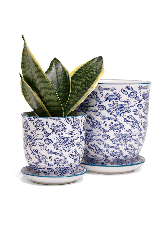 Liberte 5 Porcelain Pot And Saucer With Drainage - Chive US Wholesale