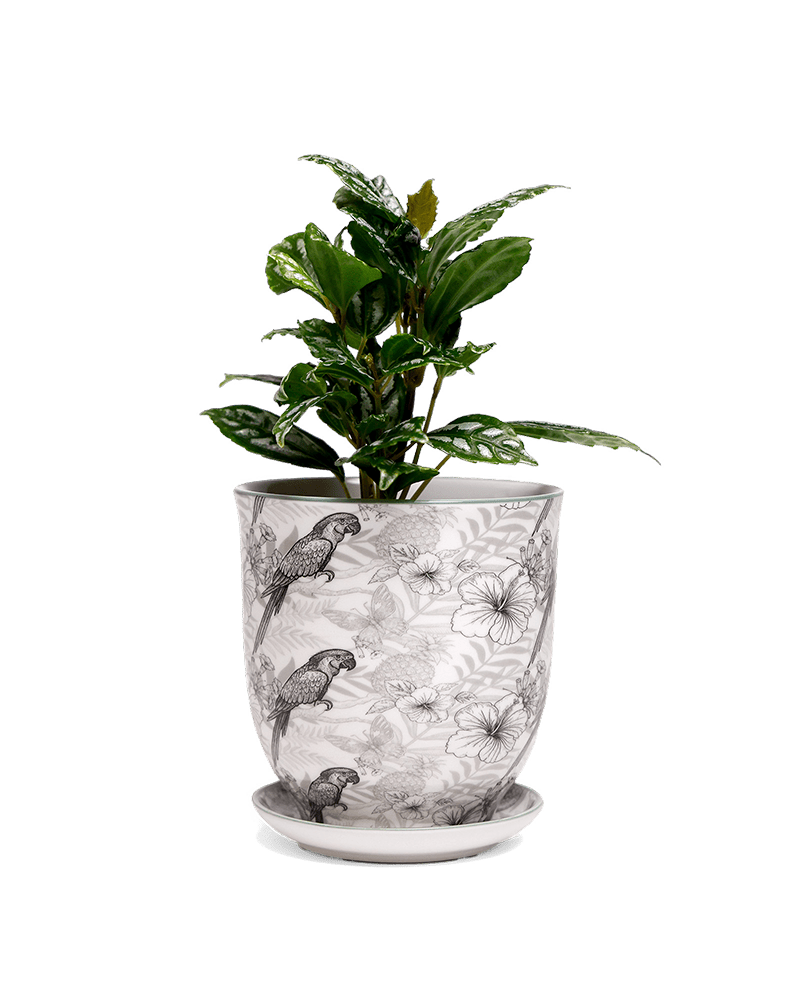 Liberte 5 Porcelain Pot And Saucer With Drainage - Chive US Wholesale