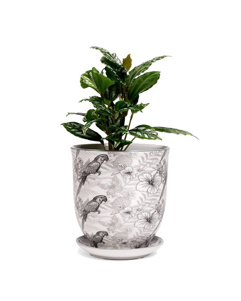 Liberte 5 Porcelain Pot And Saucer With Drainage - Chive US Wholesale