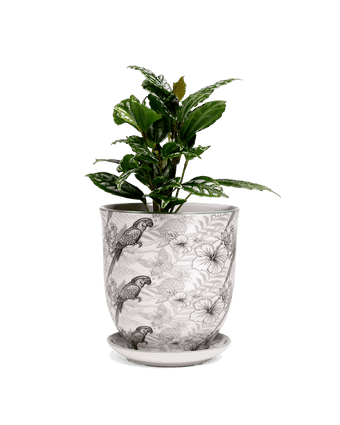 Liberte 5 Porcelain Pot And Saucer With Drainage - Chive US Wholesale
