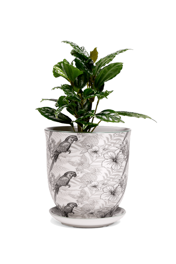 Liberte 5 Porcelain Pot And Saucer With Drainage - Chive US Wholesale