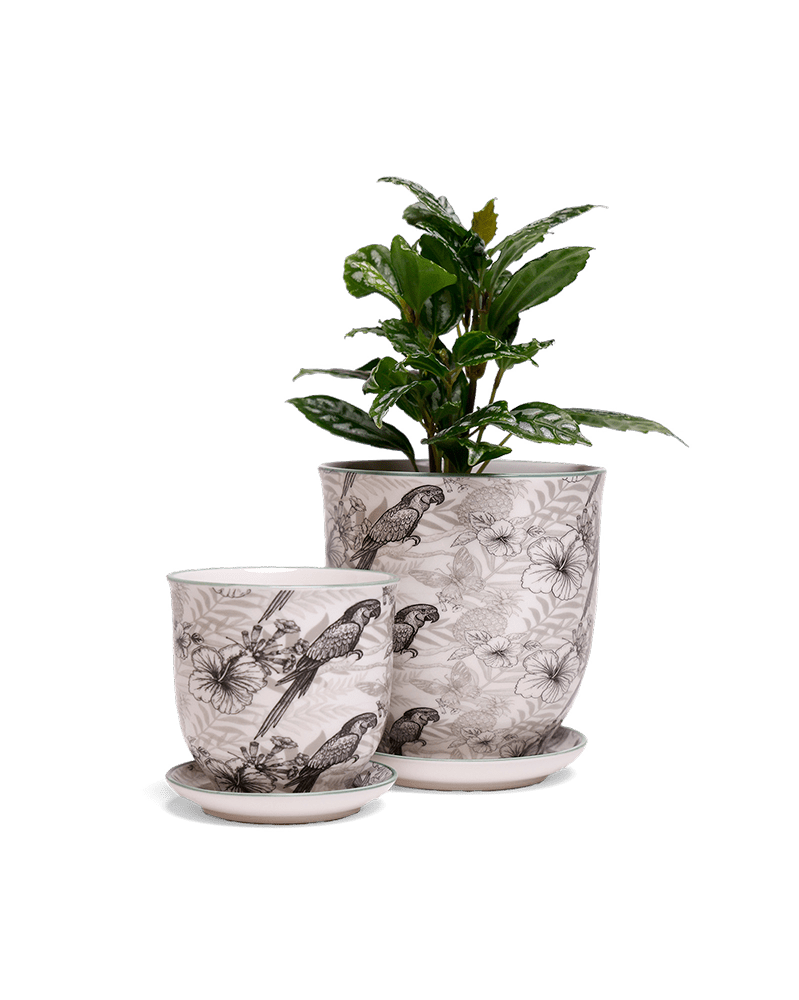 Liberte 5 Porcelain Pot And Saucer With Drainage - Chive US Wholesale