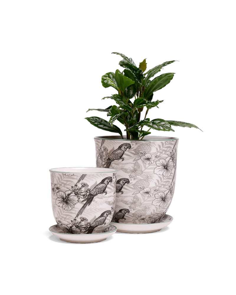 Liberte 5 Porcelain Pot And Saucer With Drainage - Chive US Wholesale