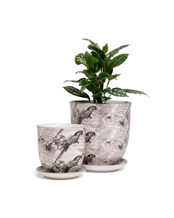 Liberte 5 Porcelain Pot And Saucer With Drainage - Chive US Wholesale
