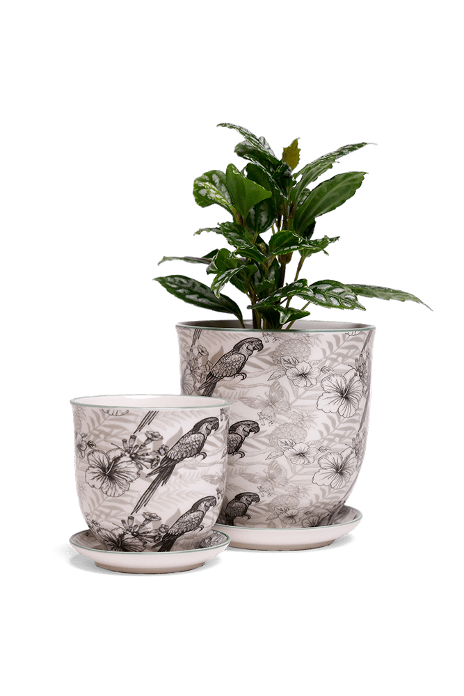 Liberte 5 Porcelain Pot And Saucer With Drainage - Chive US Wholesale
