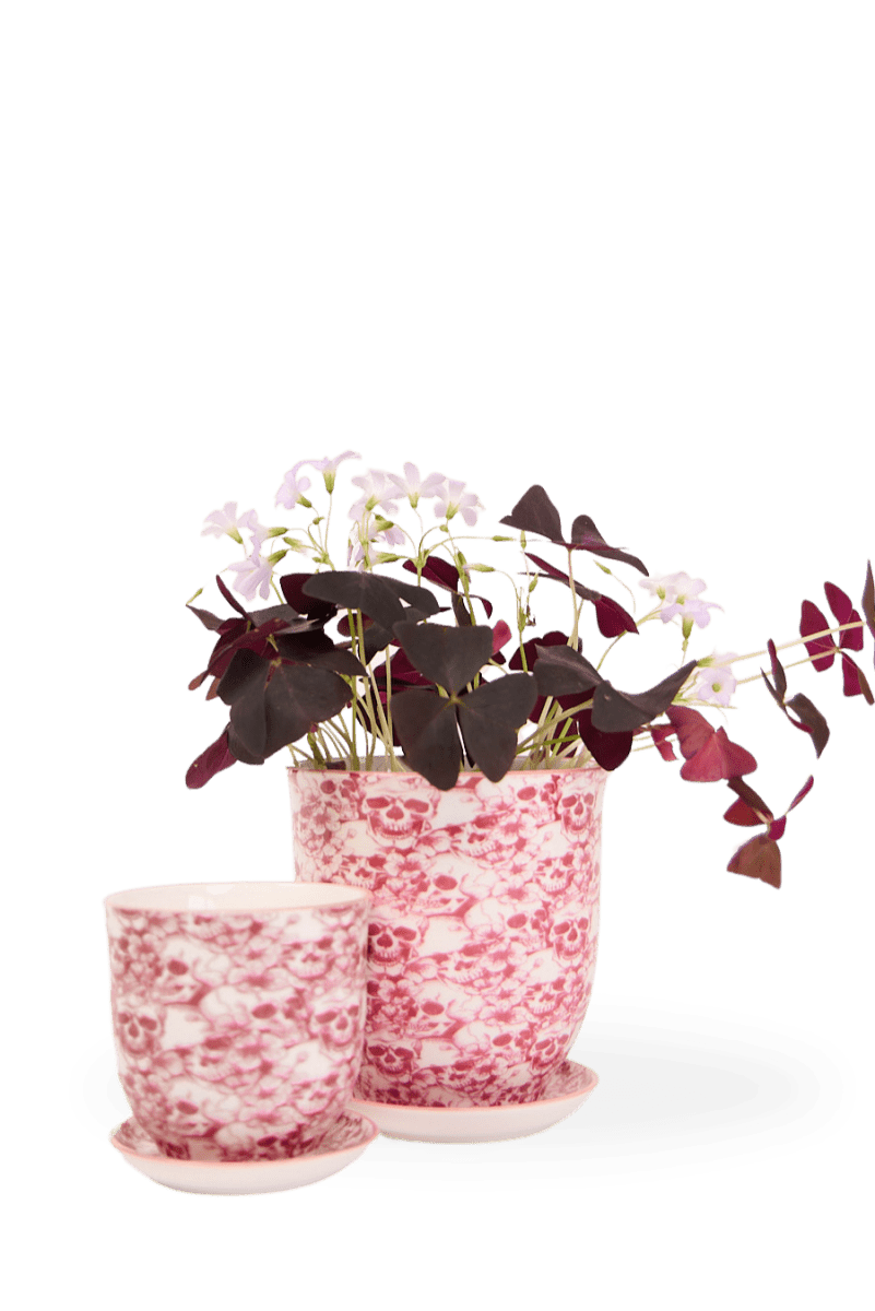 Liberte 5 Porcelain Pot And Saucer With Drainage - Chive US Wholesale