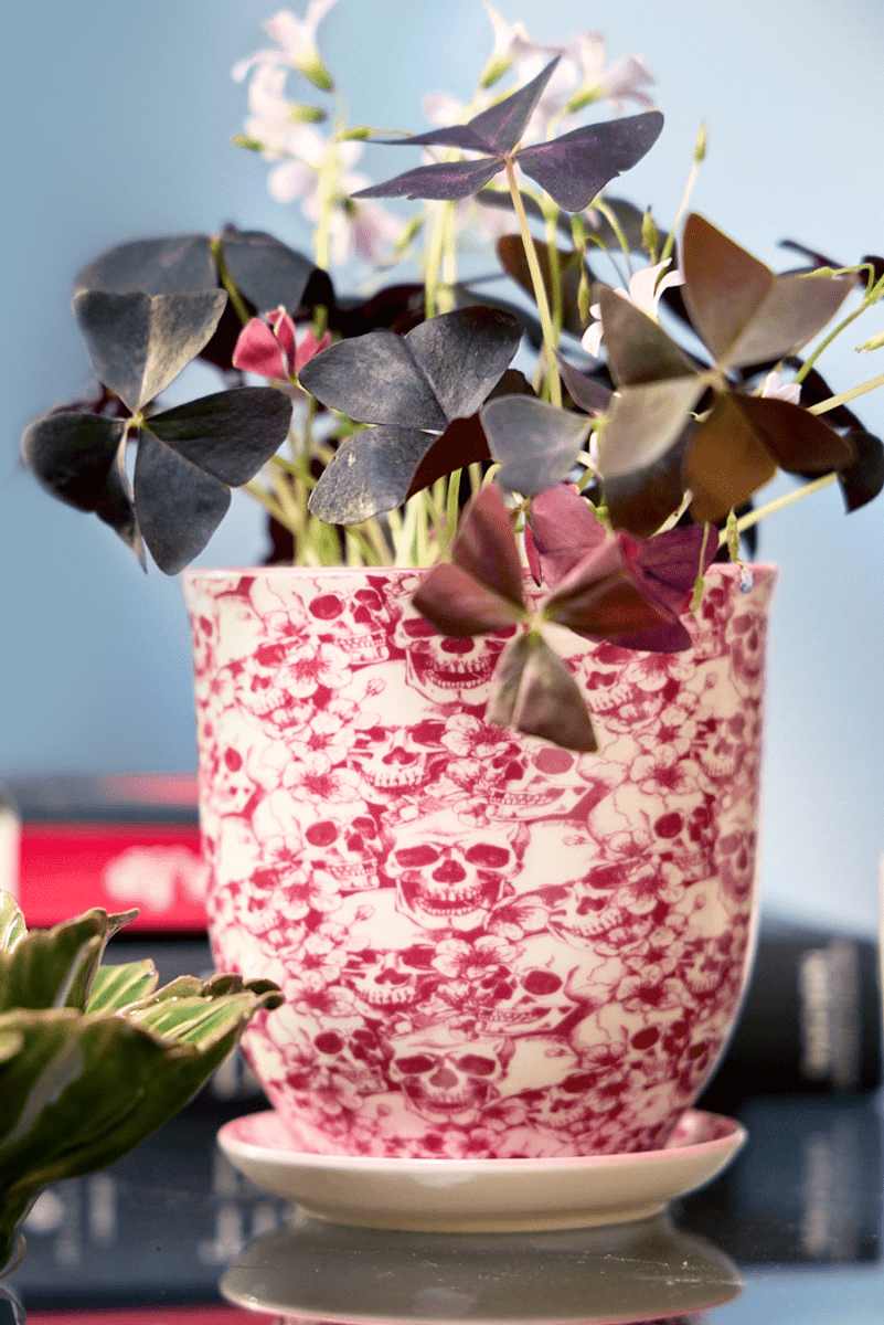 Liberte 5 Porcelain Pot And Saucer With Drainage - Chive US Wholesale