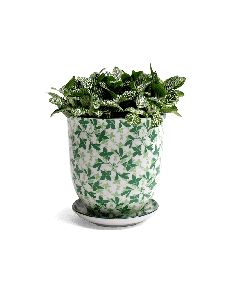 Liberte Porcelain Pot And Saucer Set With Drainage - Chive US Wholesale