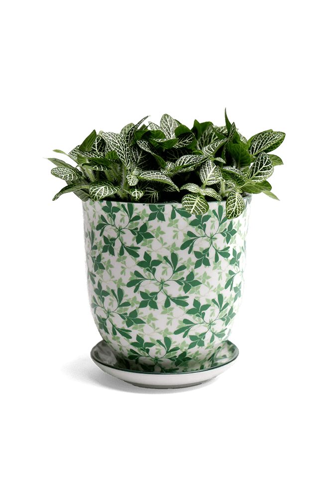 Liberte 3 Pot And Saucer 48pc Kit - Medium - Chive US Wholesale