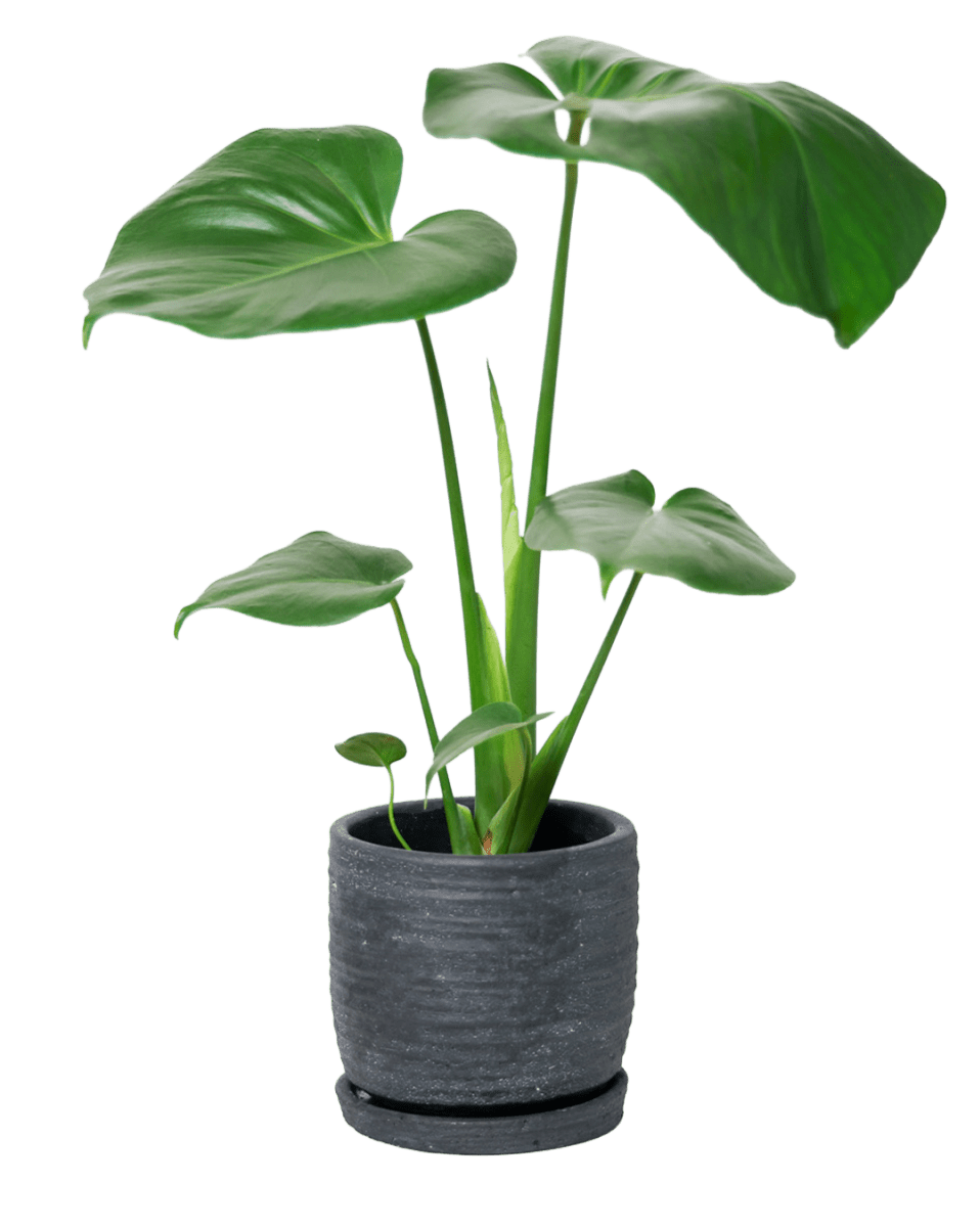 Paul Ceramic Pot And Saucer Set With Drainage - Chive US Wholesale