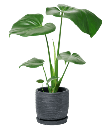 Paul Ceramic Pot And Saucer Set With Drainage - Chive US Wholesale