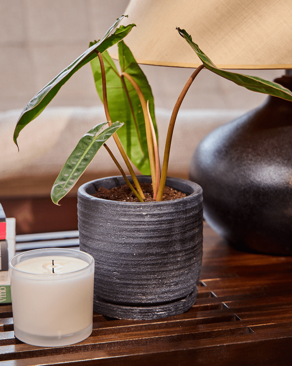 Paul Ceramic Pot And Saucer Set With Drainage - Chive US Wholesale