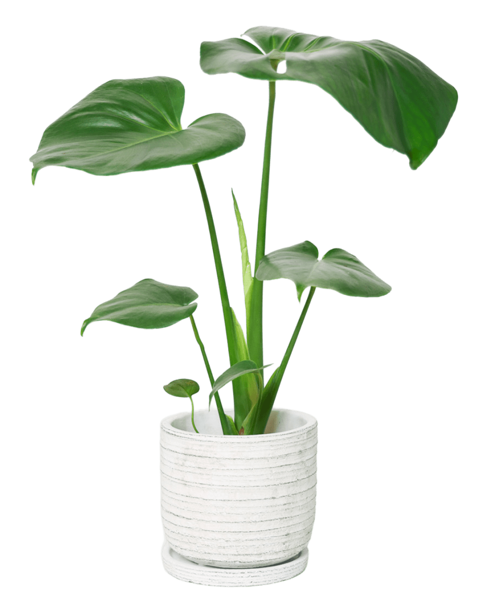 Paul Ceramic Pot And Saucer Set With Drainage - Chive US Wholesale