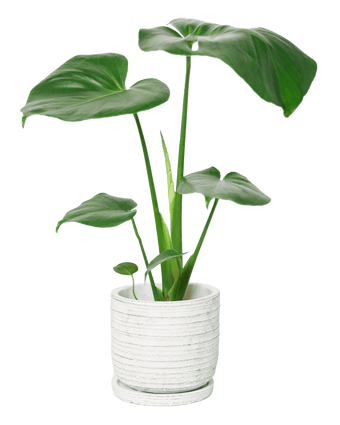 Paul Ceramic Pot And Saucer Set With Drainage - Chive US Wholesale