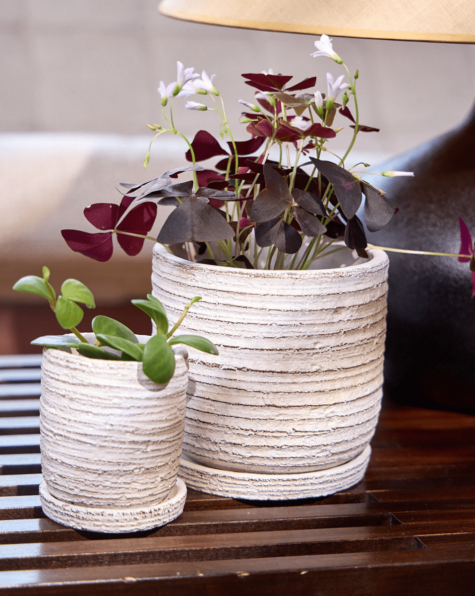 Paul Ceramic Pot And Saucer Set With Drainage - Chive US Wholesale