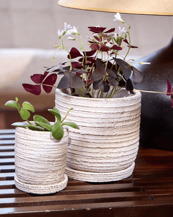 Paul Ceramic Pot And Saucer Set With Drainage - Chive US Wholesale