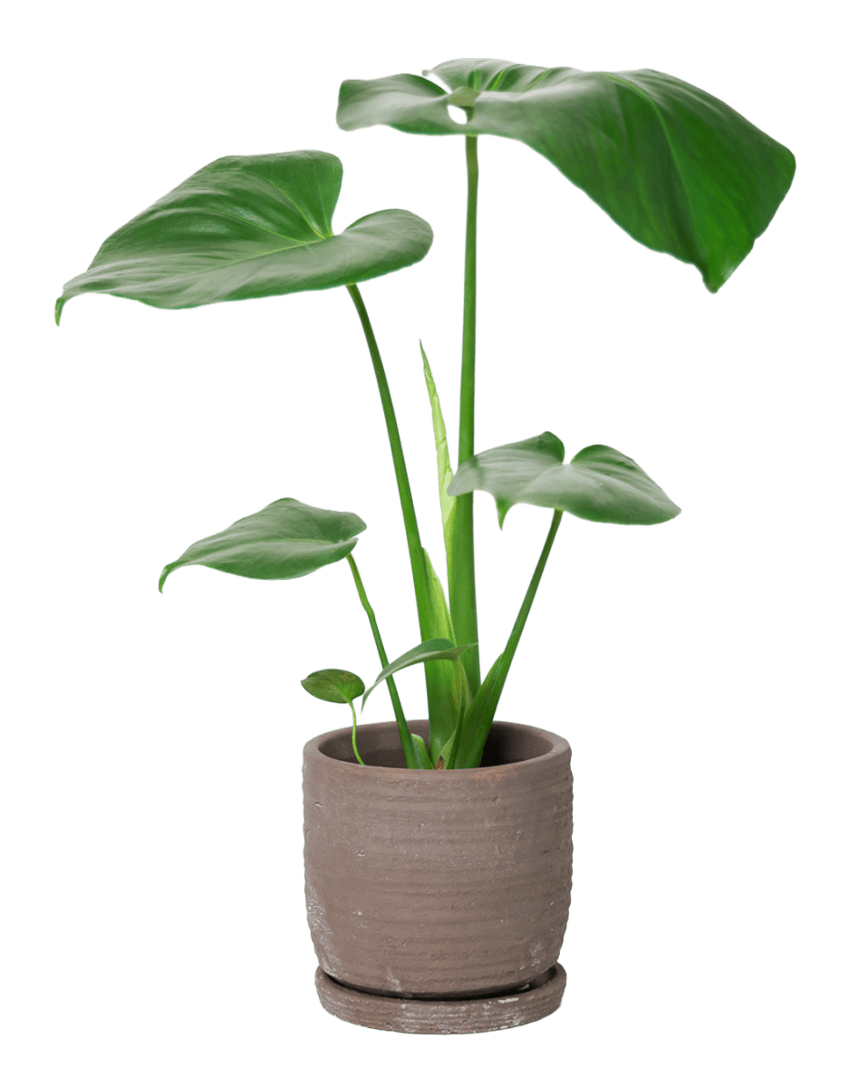 Paul Ceramic Pot And Saucer Set With Drainage - Chive US Wholesale