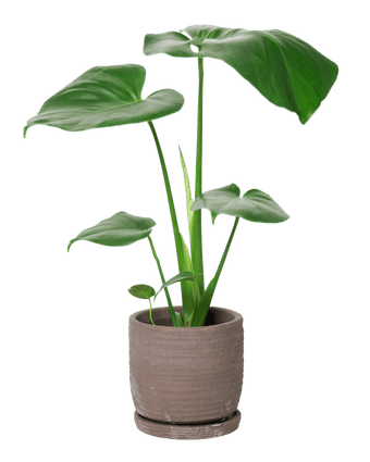 Paul Ceramic Pot And Saucer Set With Drainage - Chive US Wholesale