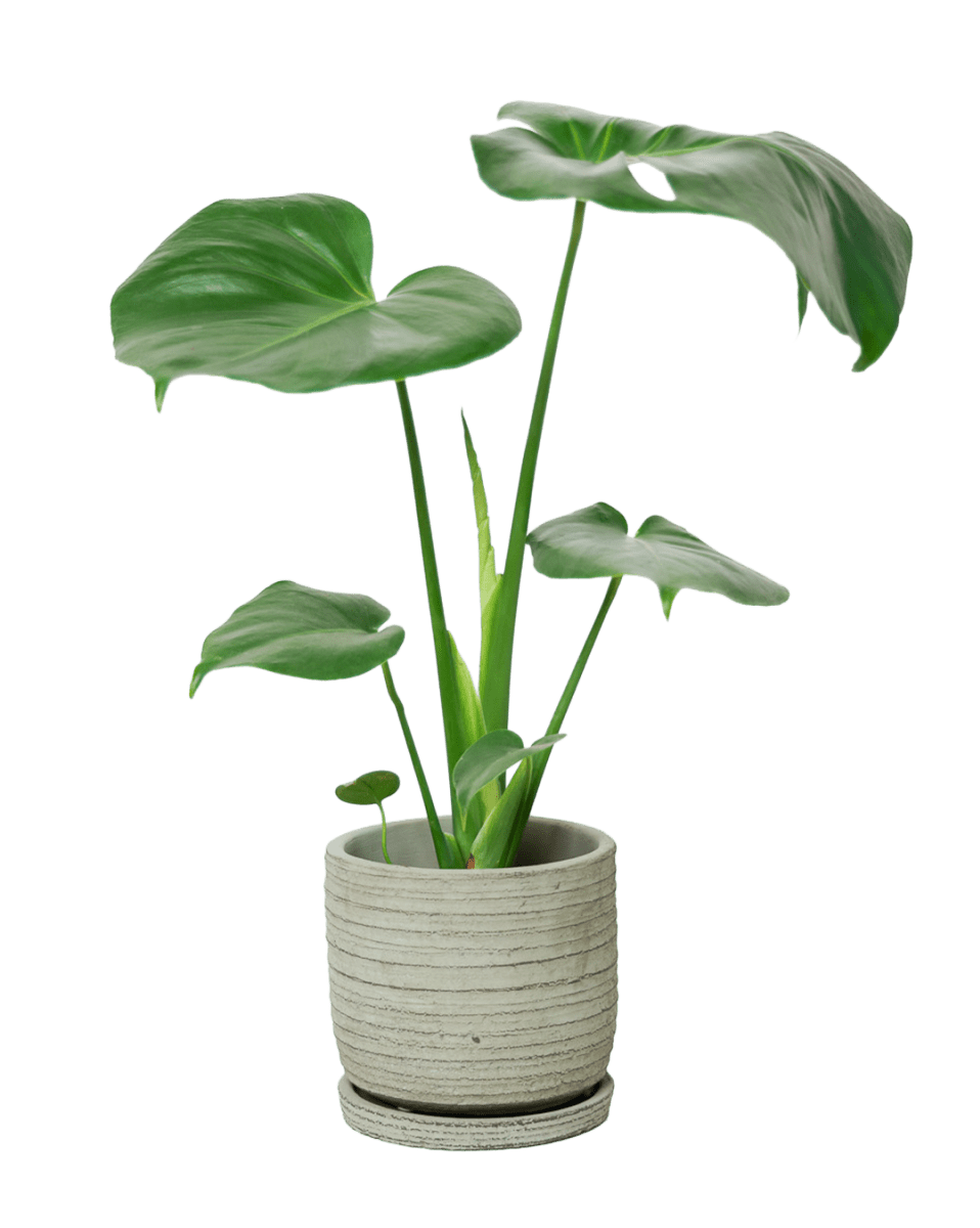 Paul Ceramic Pot And Saucer Set With Drainage - Chive US Wholesale