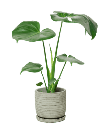Paul Ceramic Pot And Saucer Set With Drainage - Chive US Wholesale
